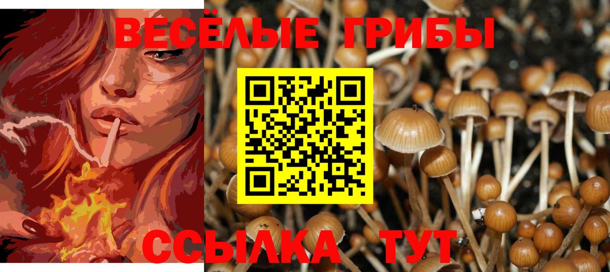 купить закладку  Вход с VPN  Корсаков  Псилоцибиновые грибы GOLDEN TEACHER 